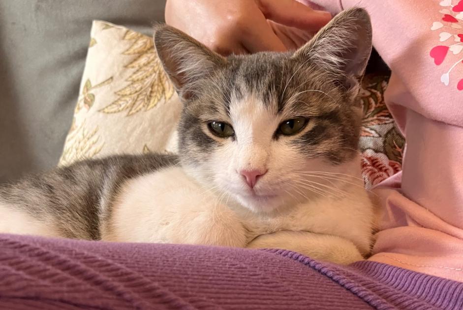 Discovery alert Cat Unknown Noble-Contrée Switzerland