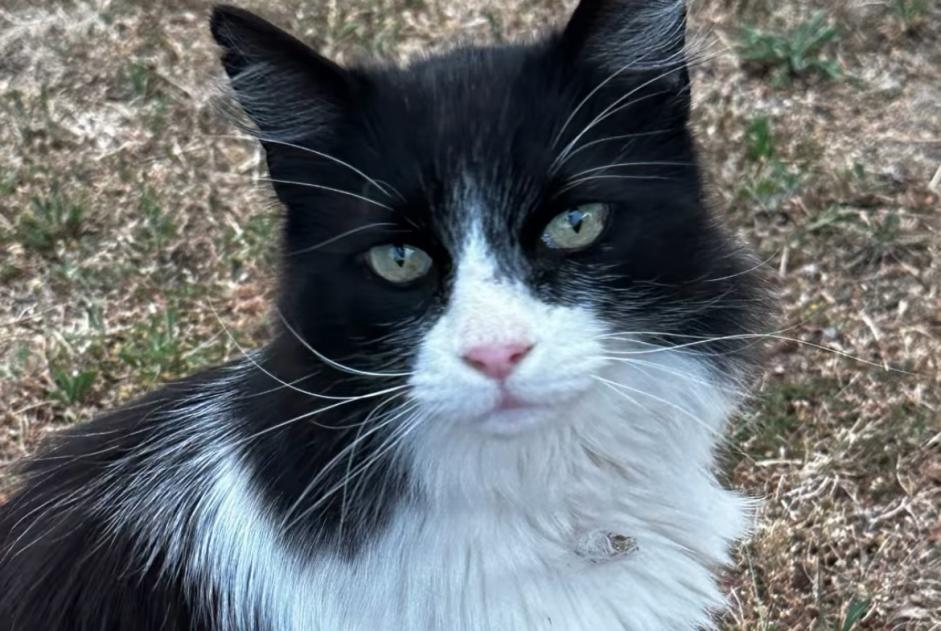 Discovery alert Cat miscegenation Unknown Yens Switzerland