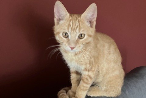Disappearance alert Cat Male , 0 years Sergey Switzerland