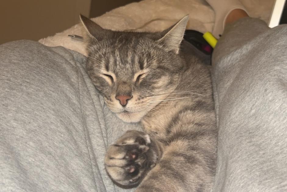 Alerta de Desaparición Gato cruce Macho , 7 años Surpierre Suiza Alerta de Desaparición Gato cruce Macho , 7 años Surpierre Suiza