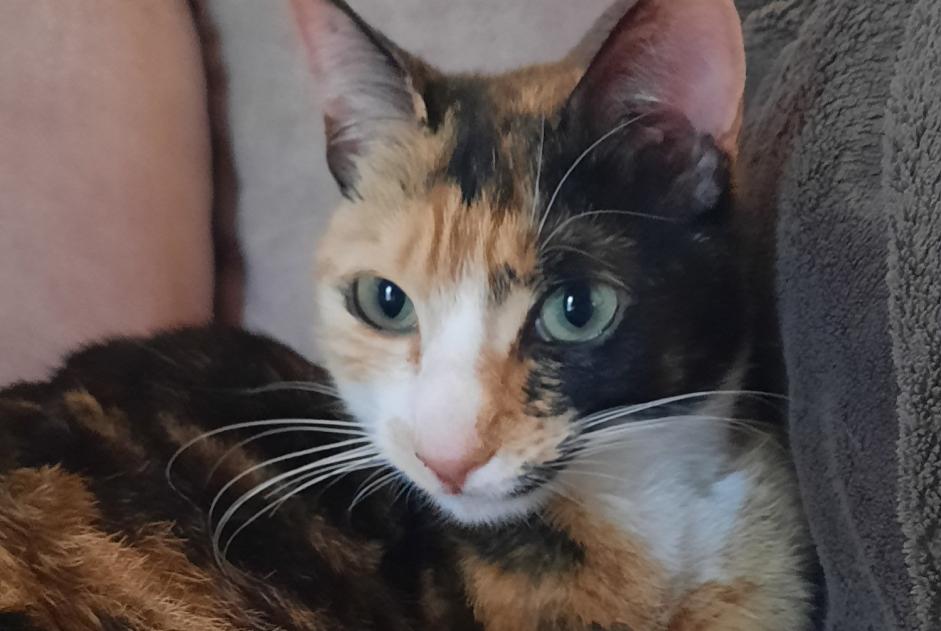 Alerta de Desaparición Gato cruce Hembra , 3 años Semsales Suiza