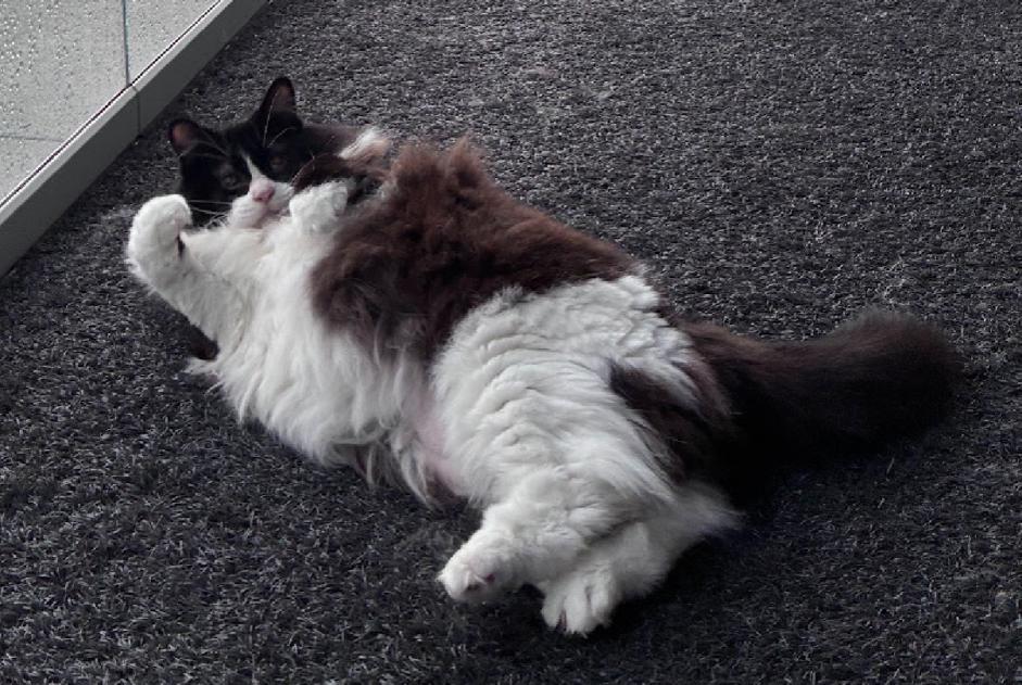 Alerta de Desaparición Gato Hembra , 9 años Cham Suiza Alerta de Desaparición Gato Hembra , 9 años Cham Suiza