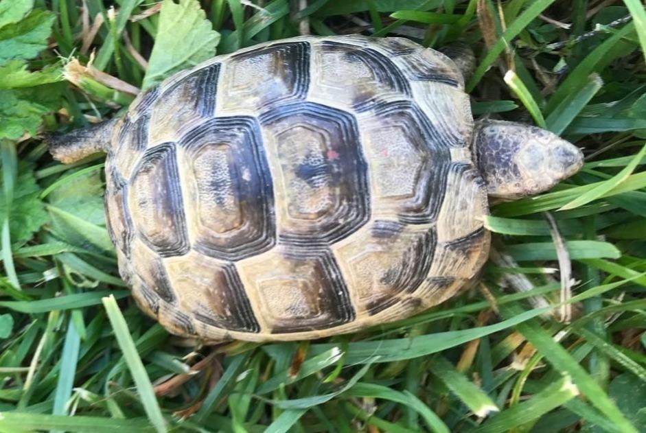 Alerta de Desaparición Tortuga Macho , 2026 años Jussy Suiza Alerta de Desaparición Tortuga Macho , 2026 años Jussy Suiza