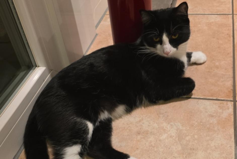 Alerte Disparition Chat croisement Mâle , 1 ans Givisiez Suisse