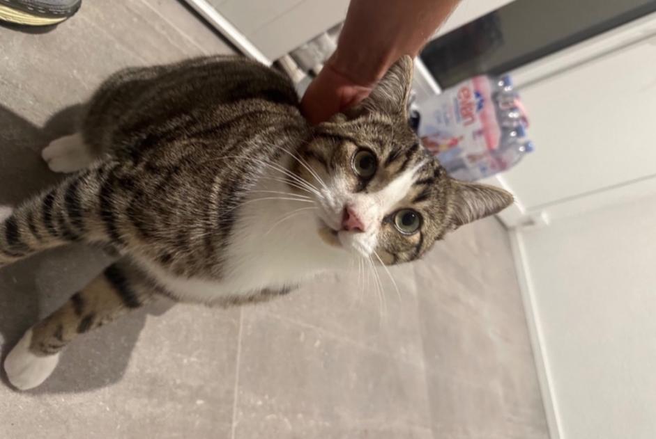 Alerte Disparition Chat  Mâle , 2 ans Neyruz Suisse