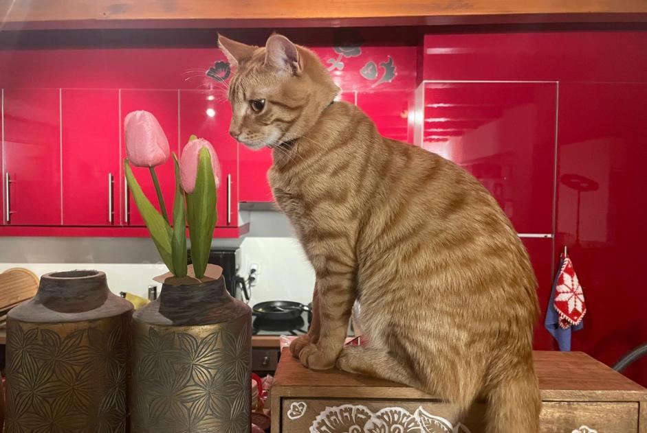 Alerte Disparition Chat Mâle , 2 ans Savièse Suisse Alerte Disparition Chat Mâle , 2 ans Savièse Suisse