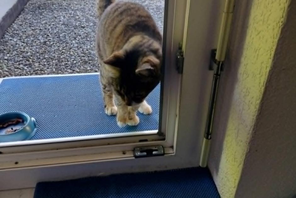 Alerte Disparition Chat  Mâle , 5 ans Conthey Suisse