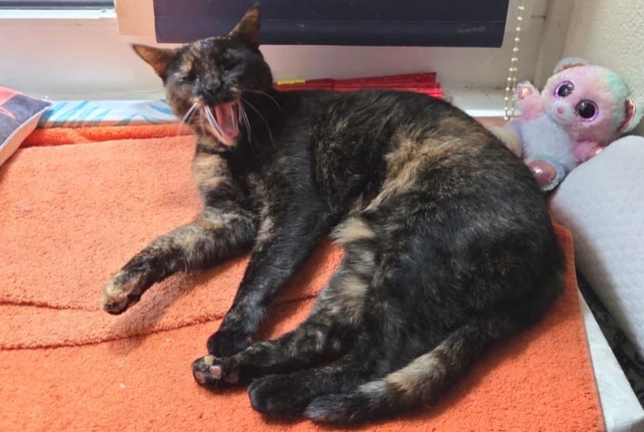 Alerte Disparition Chat croisement Femelle , 3 ans Montreux Suisse Alerte Disparition Chat croisement Femelle , 3 ans Montreux Suisse