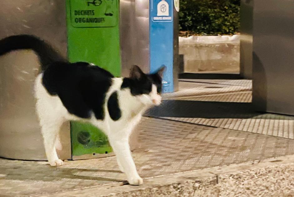 Alerte Découverte Chat Inconnu Lancy Suisse Alerte Découverte Chat Inconnu Lancy Suisse