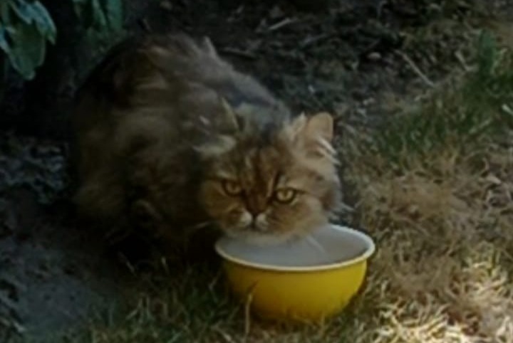 Alerte Découverte Chat Inconnu Martigny Suisse