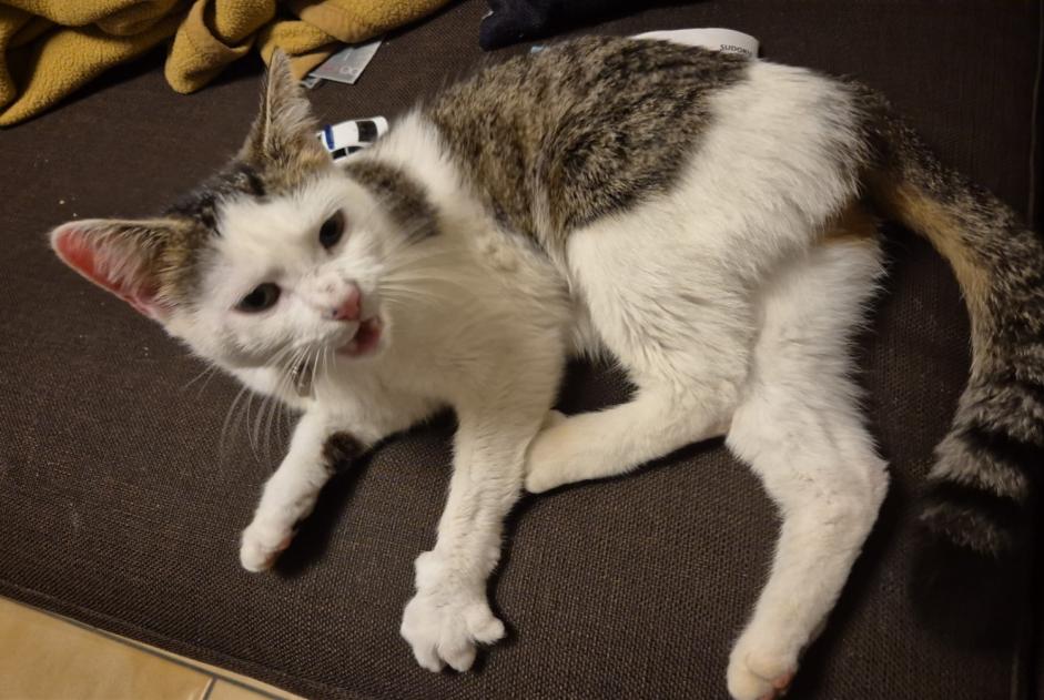 Alerte Découverte Chat Femelle Blonay - Saint-Légier Suisse