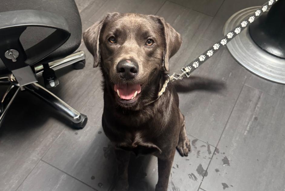 Alerte Découverte Chien  Mâle Champion Suisse