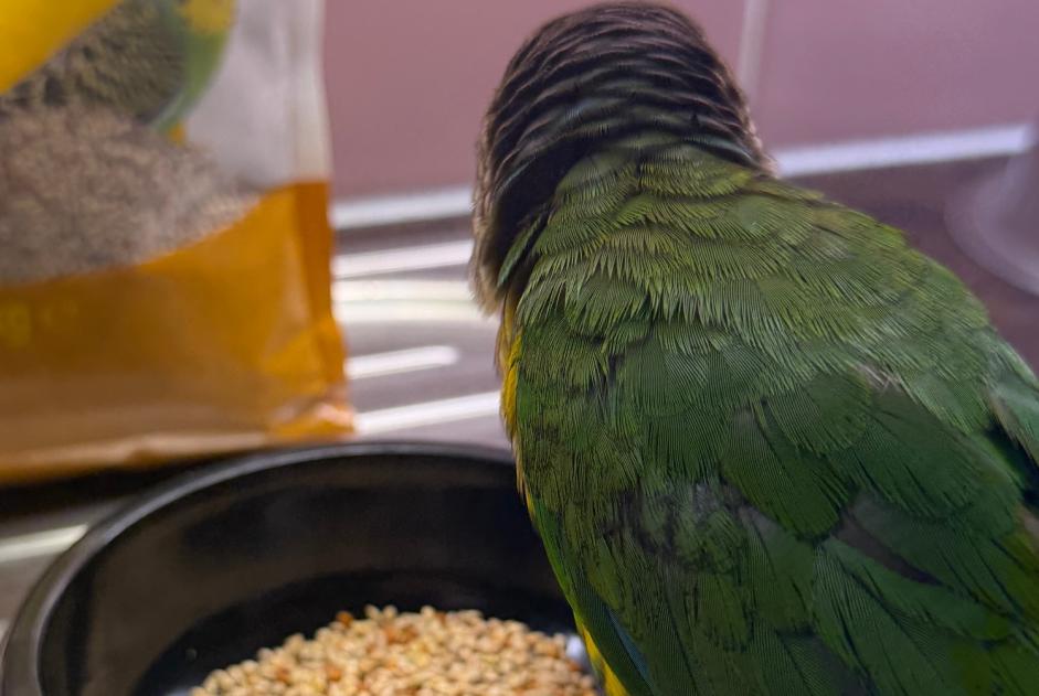 Alerte Découverte Oiseau Inconnu Genève Suisse Alerte Découverte Oiseau Inconnu Genève Suisse