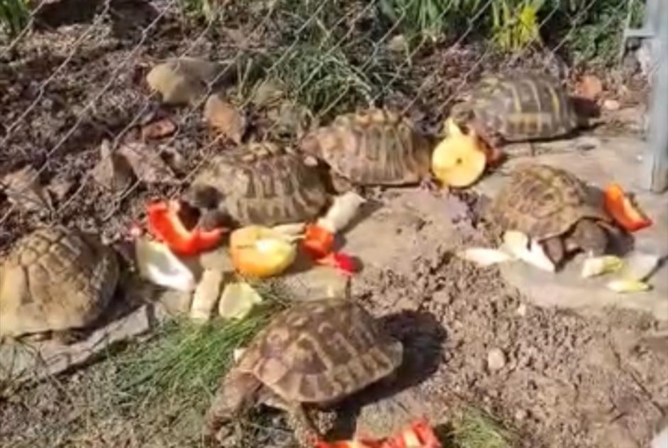 Alerte Disparition Tortue Mâle , 2026 ans Cressier Suisse Alerte Disparition Tortue Mâle , 2026 ans Cressier Suisse