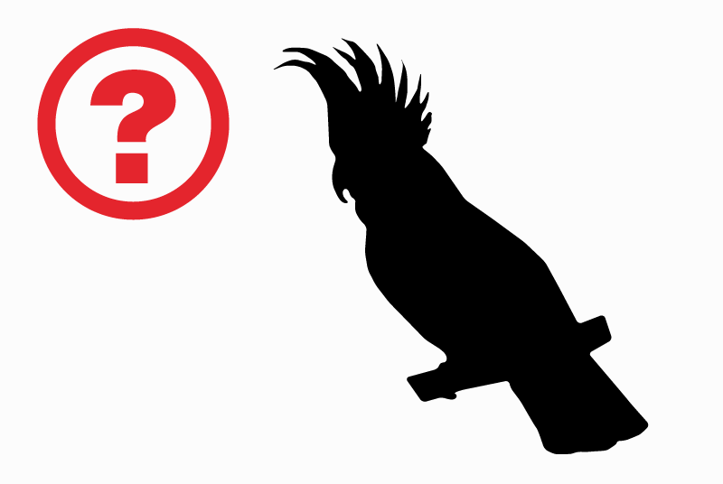Alerte Découverte Oiseau Inconnu Lausanne Suisse
