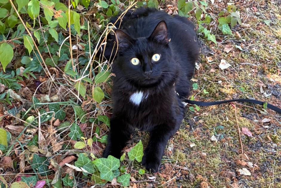 Avviso scomparsa Gatto incrocio di razze Maschio , 1 anni Milvignes Svizzera Avviso scomparsa Gatto incrocio di razze Maschio , 1 anni Milvignes Svizzera