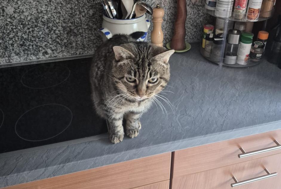 Avviso scomparsa Gatto Femmina , 16 anni Sion Svizzera