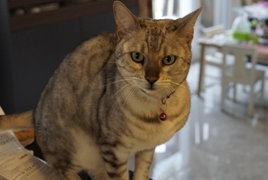 Avviso scomparsa Gatto  Femmina , 4 anni Ecublens Svizzera