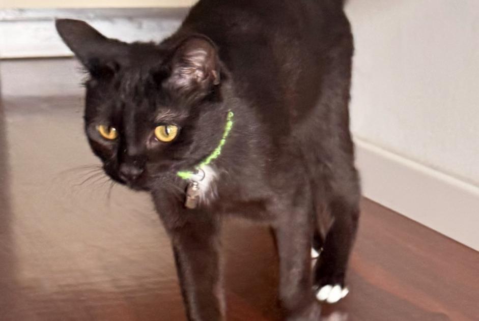Avviso scomparsa Gatto incrocio di razze Femmina , 1 anni Lutry Svizzera Avviso scomparsa Gatto incrocio di razze Femmina , 1 anni Lutry Svizzera