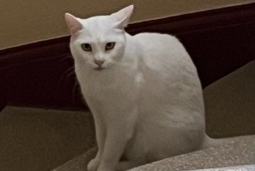 Avviso scomparsa Gatto Femmina , 7 anni Prilly Svizzera Avviso scomparsa Gatto Femmina , 7 anni Prilly Svizzera