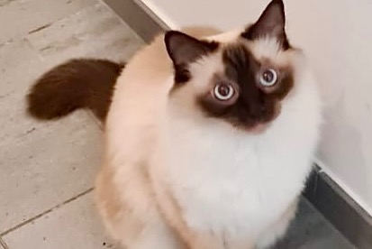 Avviso scomparsa Gatto incrocio di razze Femmina , 43 anni Zug Svizzera