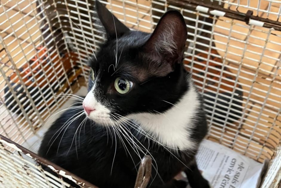 Avviso Ritrovamento Gatto Femmina Lausanne Svizzera Avviso Ritrovamento Gatto Femmina Lausanne Svizzera