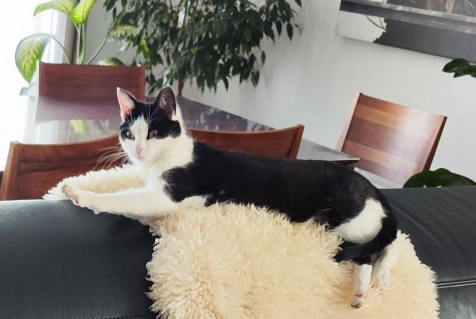 Verdwijningsalarm Kat Vrouwtje , 2 jaar Val-de-Ruz Zwitserland