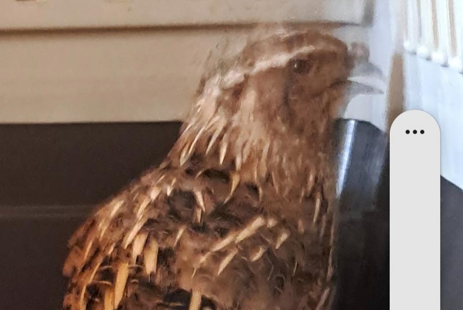 Ontdekkingsalarm Vogel Mannetje Haute-Sorne Zwitserland Ontdekkingsalarm Vogel Mannetje Haute-Sorne Zwitserland