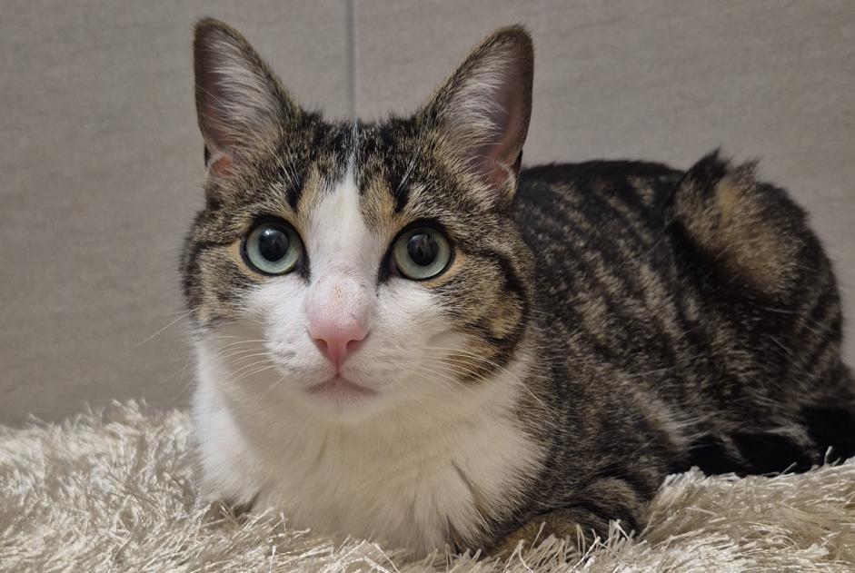 Alerta desaparecimento Gato  Macho , 2 anos Rue Switzerland