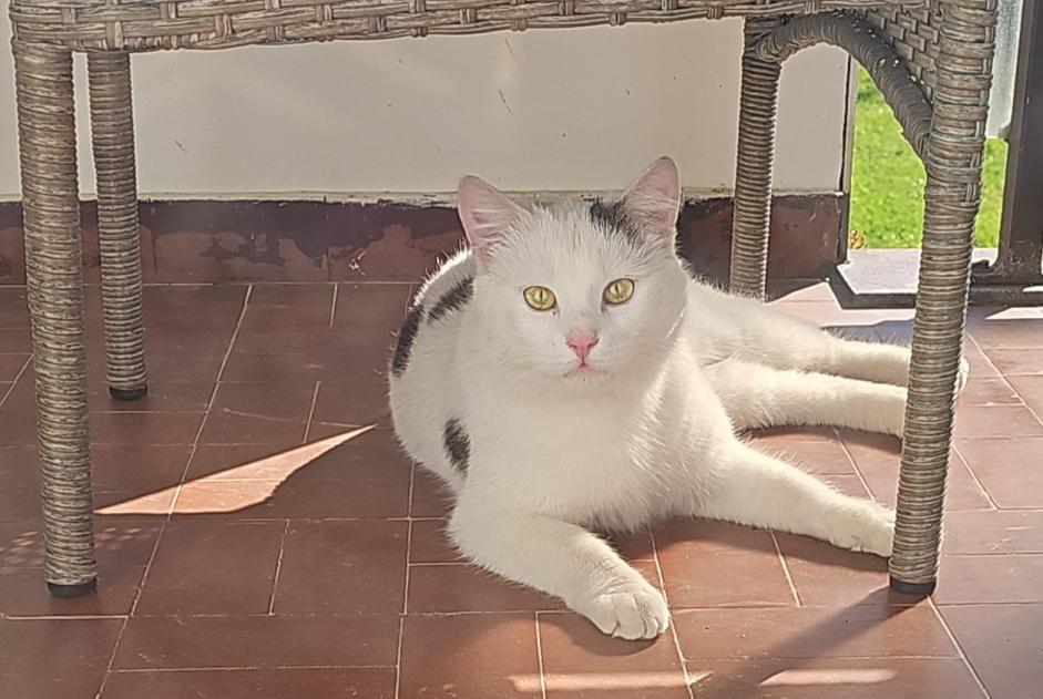 Alerta descoberta Gato Macho Fribourg Switzerland