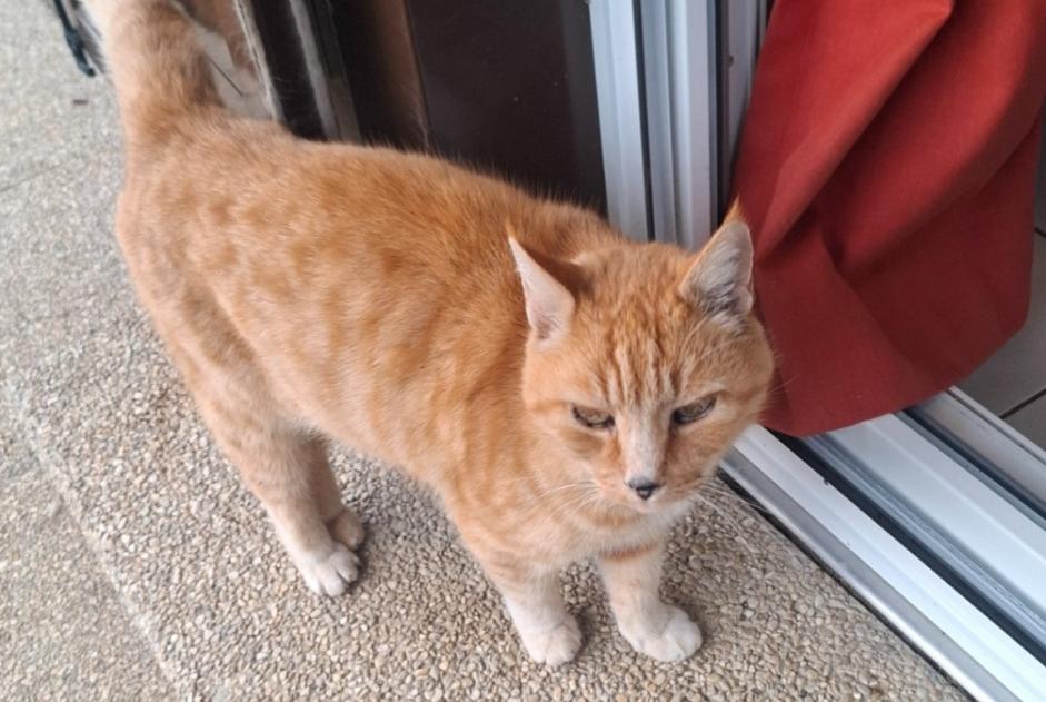 Alerta descoberta Gato cruzamento Macho Grolley-Ponthaux Switzerland
