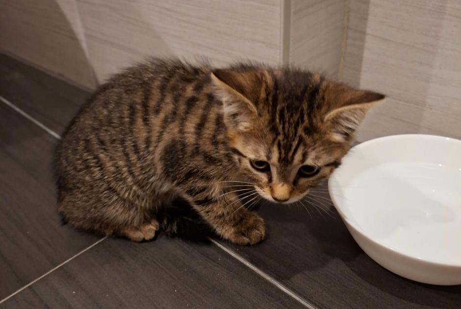 Alerta descoberta Gato Fêmea Saint-Maurice Switzerland