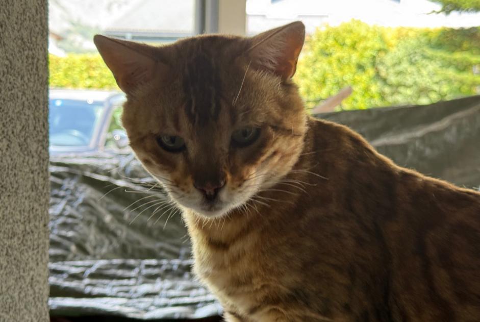 Alerta descoberta Gato  Macho Fully Switzerland